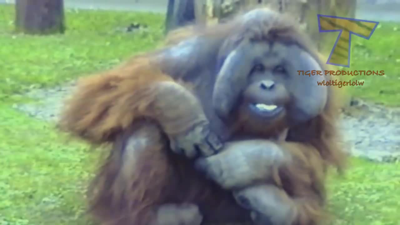 Animals always make us laugh - Super funny animal compilation