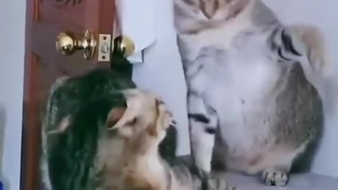 Funny cat-funny animal