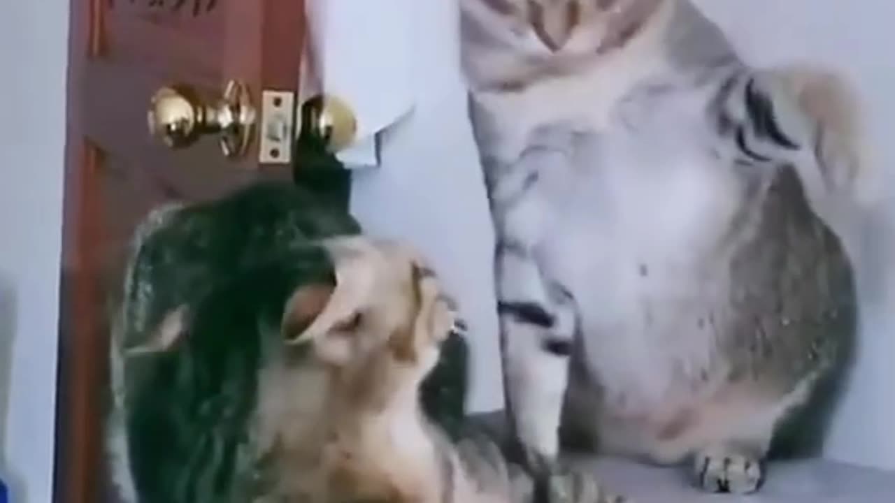 Funny cat-funny animal