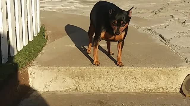 Pet Dog To Go Down The Stair Steps