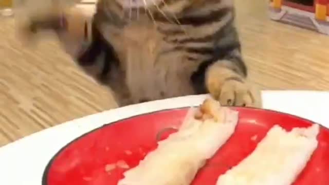 You are really greedy little cat, all kinds of food can not eat, the master is not at home?