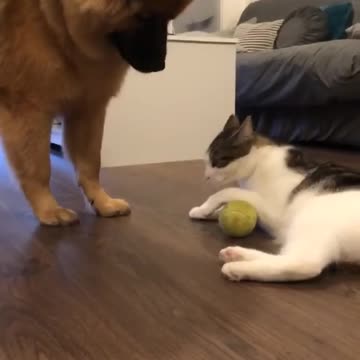 Very funny cat and dog video 🐕🐶 2021
