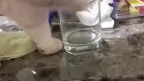 Funny animal/cat drinking water