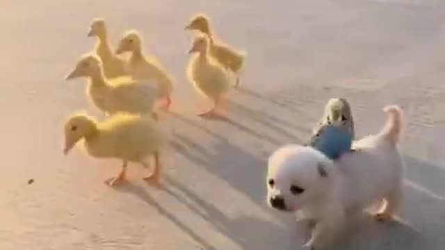 Puppy, parrot and ducklings marching together <3 Soo cute!!!