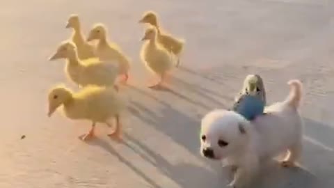 Puppy, parrot and ducklings marching together <3 Soo cute!!!