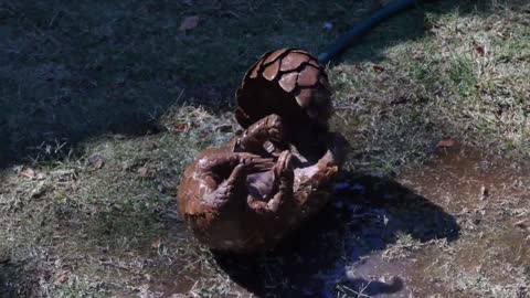 Pangolins with water