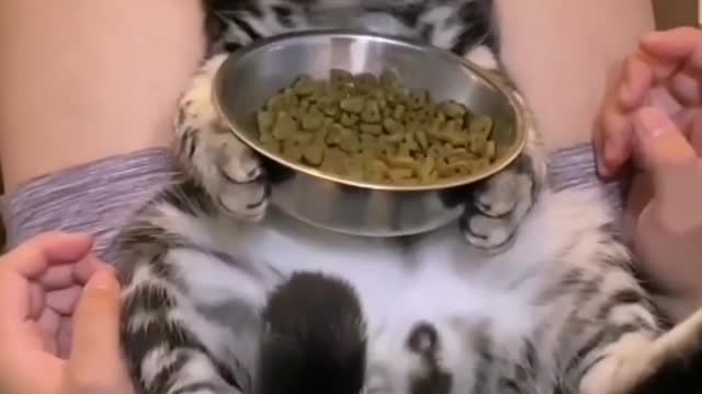 Cat - delicious