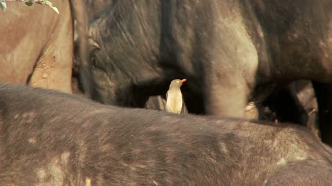 Bird Atop Cape Buffalo