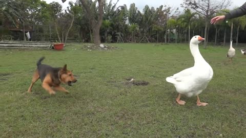 dog vs duck