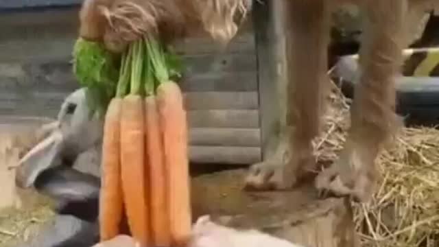 Dog feeding to rabbits & piggy