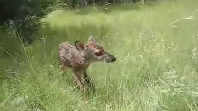 Fawns First Steps . Filmed at Venus Ranch in Venus, Florida.