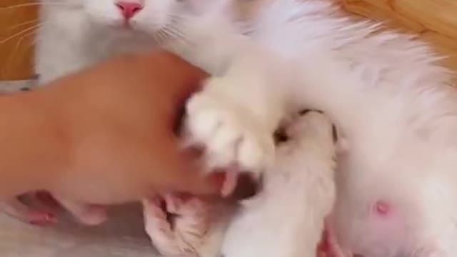 Cat loves baby dog and allow for milk