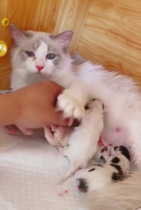 Cat loves baby dog and allow for milk