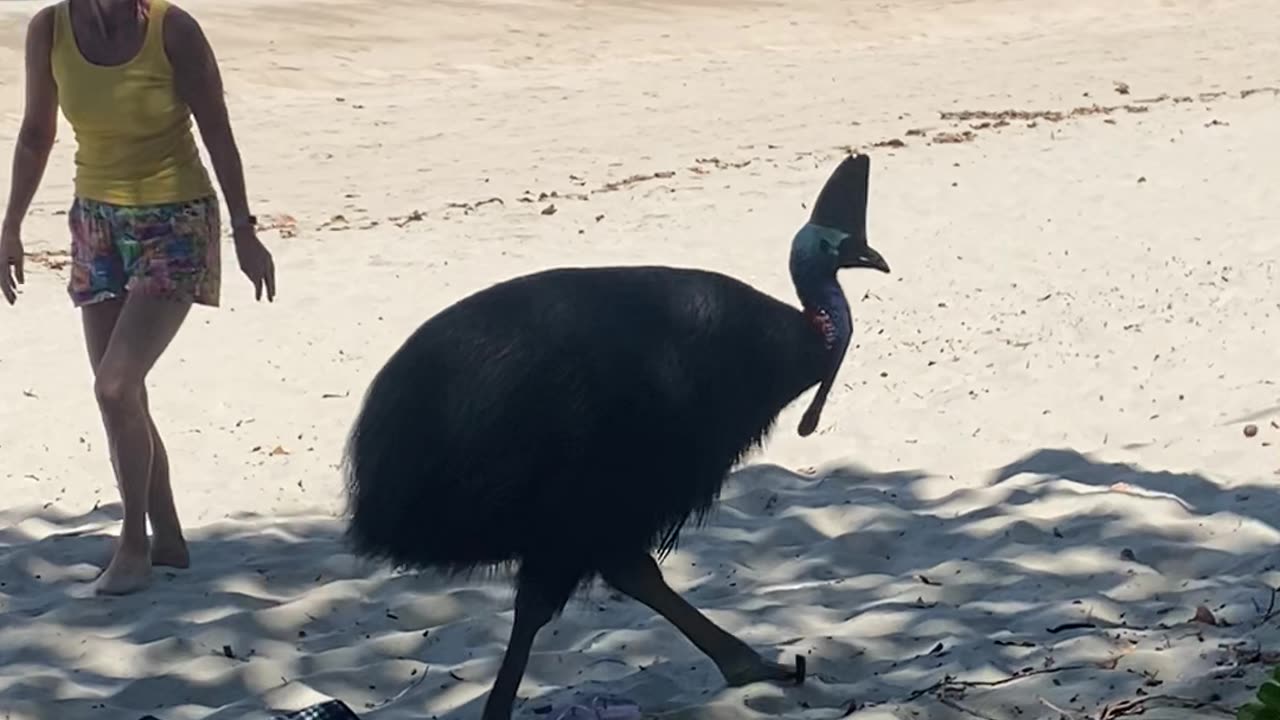 Cassowary Crashes Beach Picnic