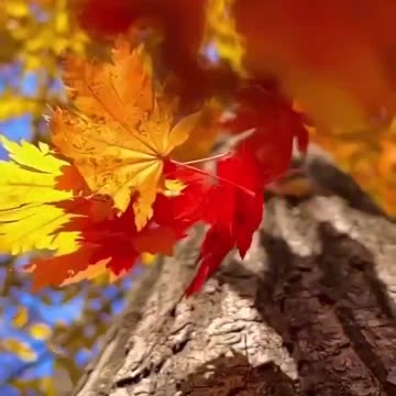 Every Leaf is a story itself ....