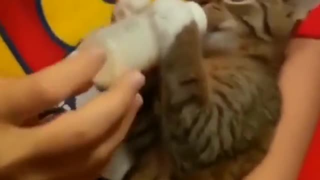 Good feeling with the cat 👍🏿👌🏿