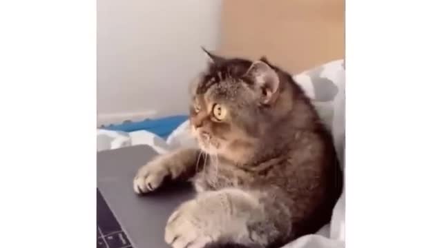 Cats are often kept as pets.