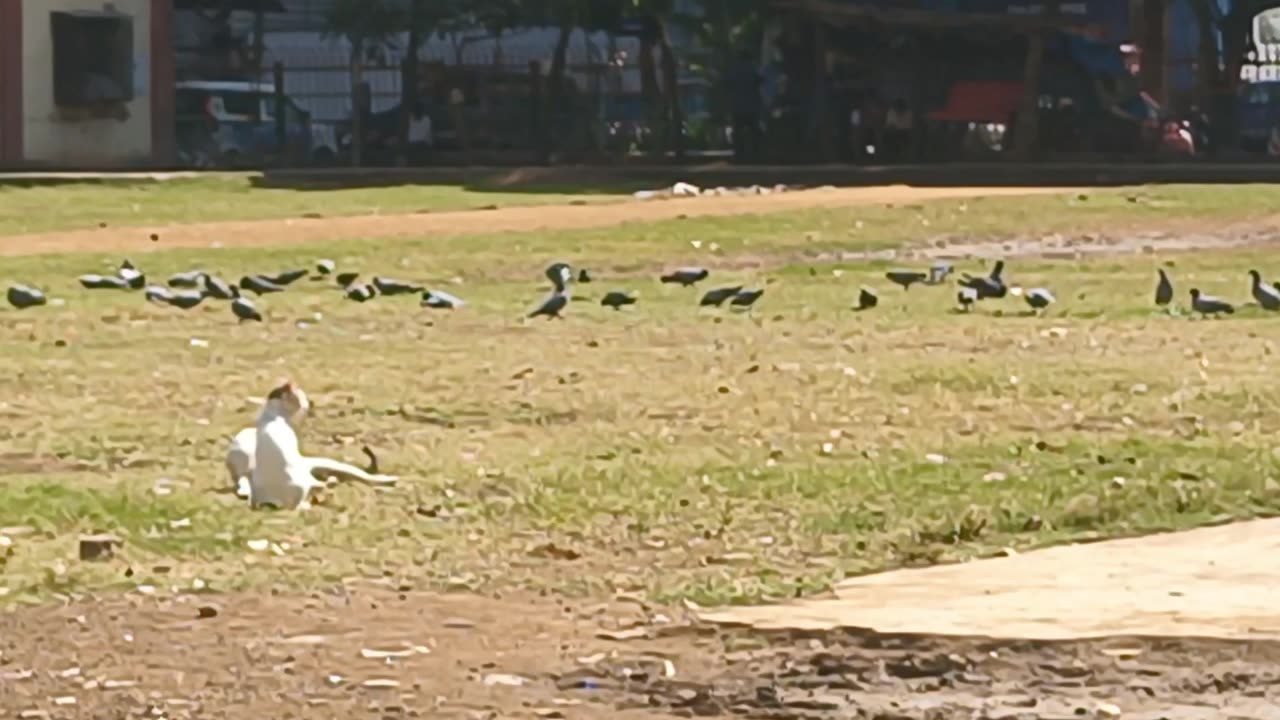 Cat meeting# pigeon play #