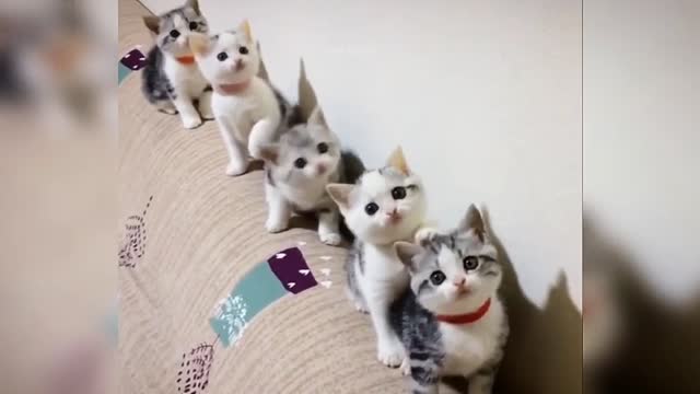 Amazing cats funny Reaction training cat