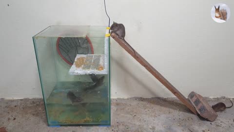 how to trap rats at home