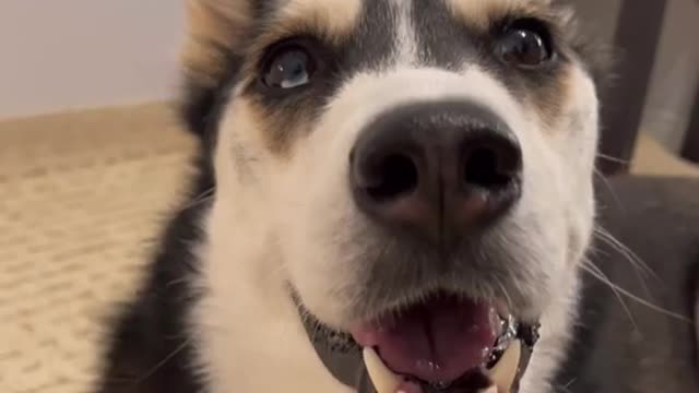 This dog can speak