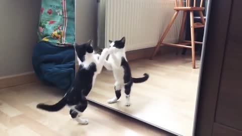 Funny Cat And mirror Video ||Funny video😅😅😂😂