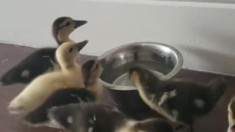 Baby Ducklings at Home part 2