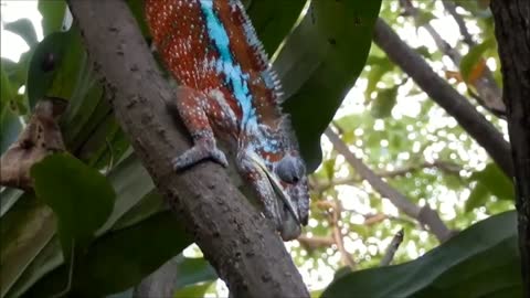 Lizard and chameleon video