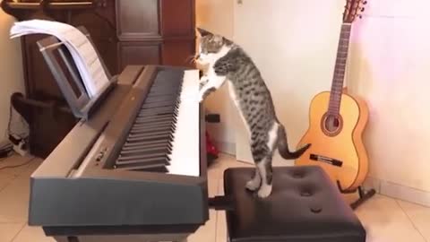 Piano cat