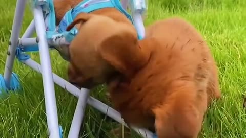 Cute Dogs Compilation - Funny Dog - Cute Puppy Episode
