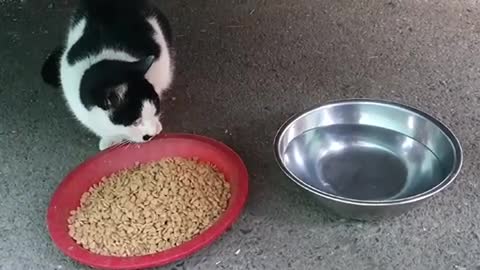 Street cat eating rice