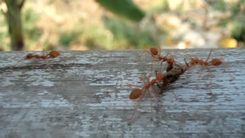 Ants carrying dead spider Handheld footage of ants carrying a dead spider.