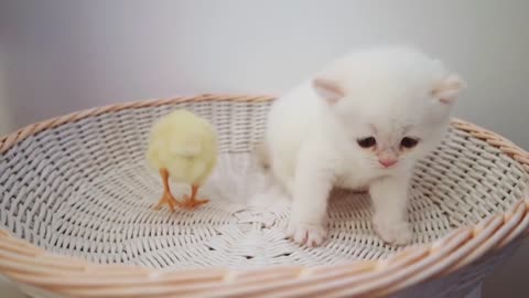 Kitten Discovers Tiny Chicken For The First Time