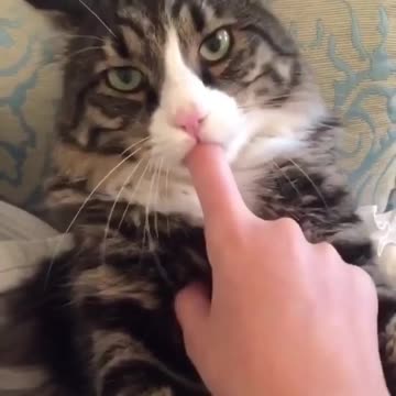 I won’t stop it until you give me my food