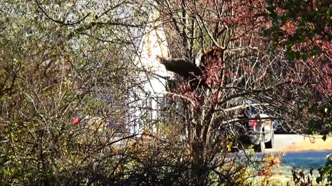 Wild Turkeys