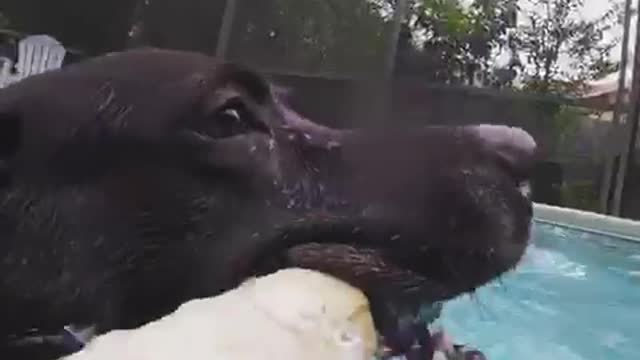 Black dog squeaky toy pov