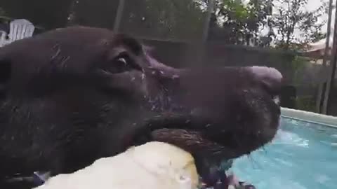 Black dog squeaky toy pov