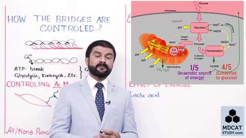 LEC#15 ROLE OF ATP AND CALCIUM IN MUSCLES