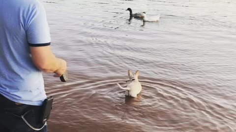 Samson versus ducks