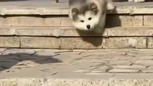 Dog Funny Cute Animals Videos Compilation