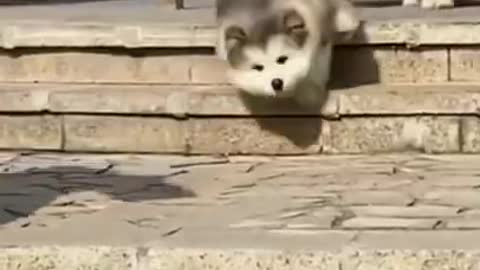 Dog Funny Cute Animals Videos Compilation