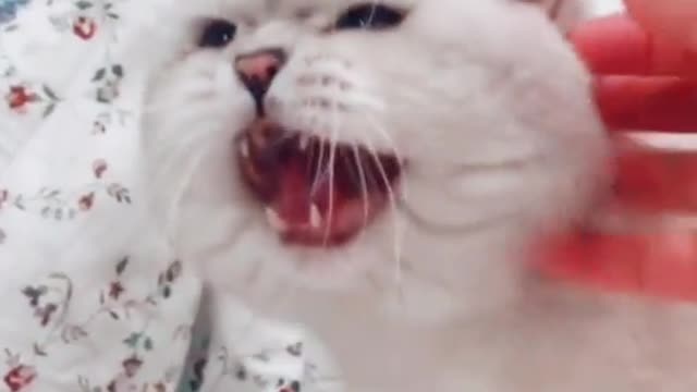 Funny Cats and Kittens Meowing Compilation 2022 | cat crying | #cat