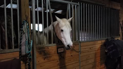 Arabian Horse Plays With and Rolls His Tongue