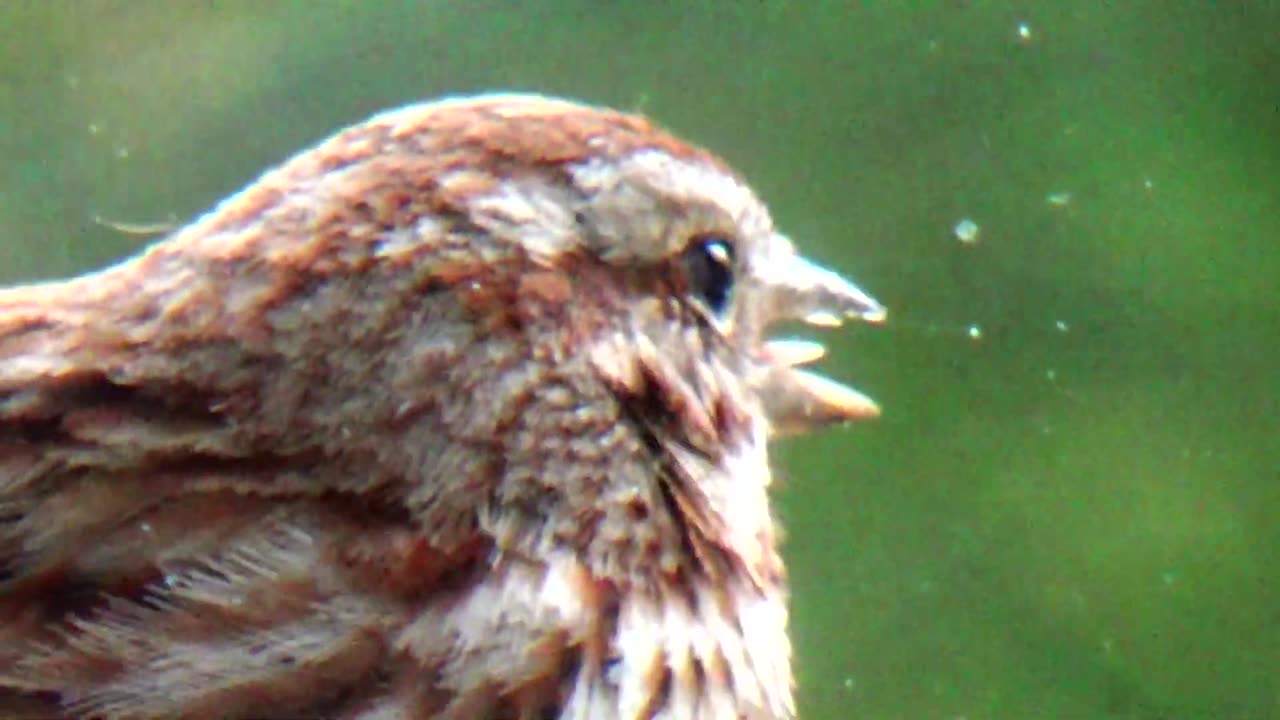 Chirping Sparrow