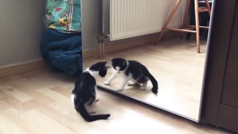 Mirror and funny cat