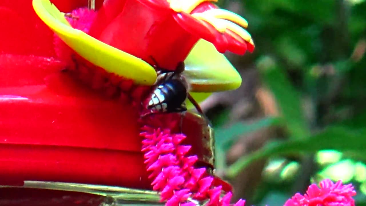 Bald-faced hornets