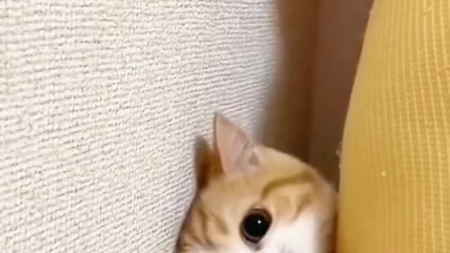 Such a lovely cat, I like cats very much, let me show you the gentle little cat