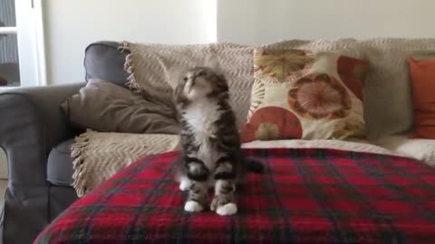 Uptown Funk Cat Version