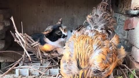 Chicken pet cat