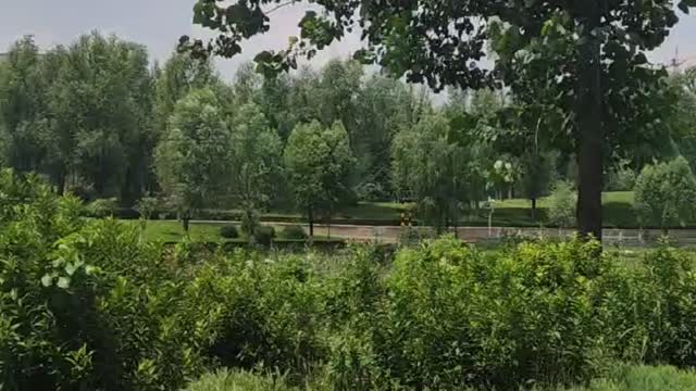 The trees in the distance are dense